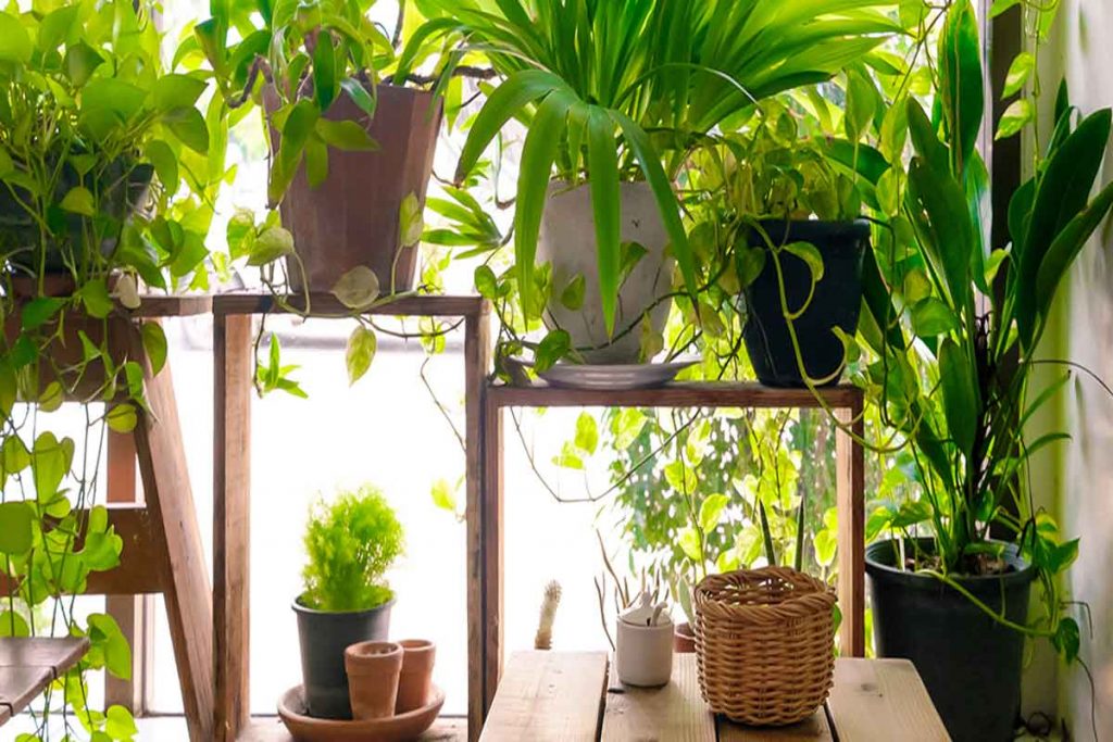 Five of the Best Pot Plants for an Outdoor Oasis Zawadzki Landscaping