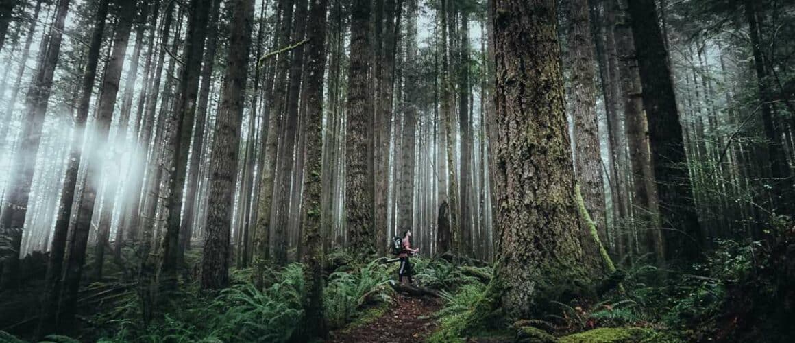 British Columbia's Endangered Forests